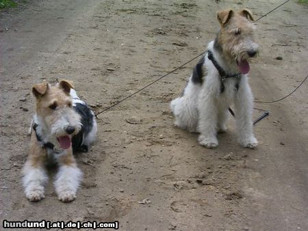 Foxterrier Drahthaar Hunde Foto 23758 Foxterrier Drahthaar wir sind freunde fur das ganze leben !