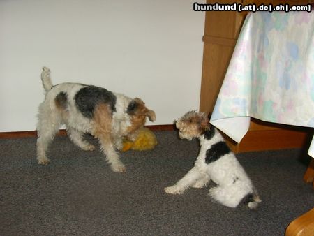 Foxterrier Drahthaar Hunde Foto 23609 Foxterrier Drahthaar Meine Mutter Timmie mit ihren Tochter Tessa !