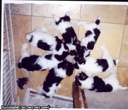 Foxterrier Drahthaar Hunde Foto 23352 Foxterrier Drahthaar es ist ein schones augenblick wenn wir zusammen essen durfen