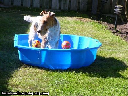Foxterrier Drahthaar Hunde Foto 22690 Foxterrier Drahthaar Es war eine sehr warme sommertag !