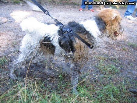 Foxterrier Drahthaar Hunde Foto 25471 Foxterrier Drahthaar Bin ich nicht eine sehr schone foxterrier