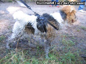 Foxterrier Drahthaar Hunde Foto 25326 Foxterrier Drahthaar wie sehe ich den aus !