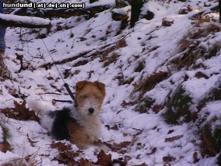 Foxterrier Drahthaar Hunde Foto 22751 Foxterrier Drahthaar Ich finde diese schnee sehr schon aber kalt