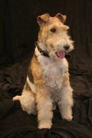 Foxterrier Drahthaar Hunde Foto 39757 Foxterrier Drahthaar Timmie in Belgien
