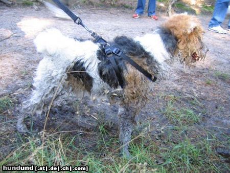 Foxterrier Drahthaar Hunde Foto 25455 Foxterrier Drahthaar Ich bin doch eine schone drahthaar foxterrier oder nicht ?