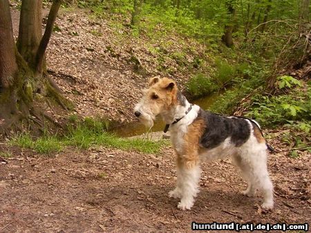 Foxterrier Drahthaar Hunde Foto 23759 Foxterrier Drahthaar Ein schones stuck natur das finde ich das ende