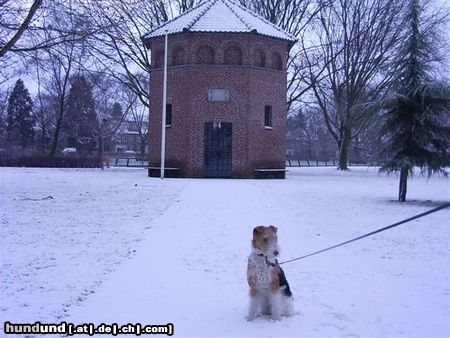 Foxterrier Drahthaar Hunde Foto 22642 Foxterrier Drahthaar es is kalt in diese schnee aber auch sehr schon