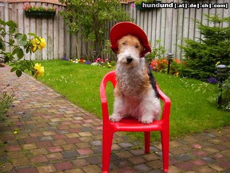 Foxterrier Drahthaar Hunde Foto 22636 Foxterrier Drahthaar In diese schonen garten fuhle ich mich sehr wohl