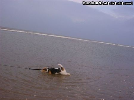 Foxterrier Drahthaar Hunde Foto 23463 Foxterrier Drahthaar Sehr fiel wasser um sich ab zu kuhlen !