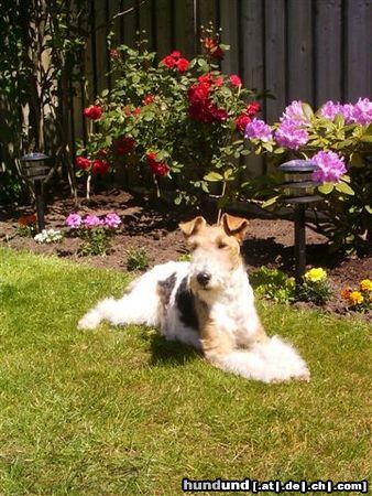 Foxterrier Drahthaar Hunde Foto 23379 Foxterrier Drahthaar Rote Rosen und schone blumen in diese garten da fuhle ich mich immer sehr wohl