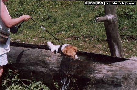 Foxterrier Drahthaar Hunde Foto 23460 Foxterrier Drahthaar auch im schones Osterreich ist es sehr schon im wasser zu spielen !