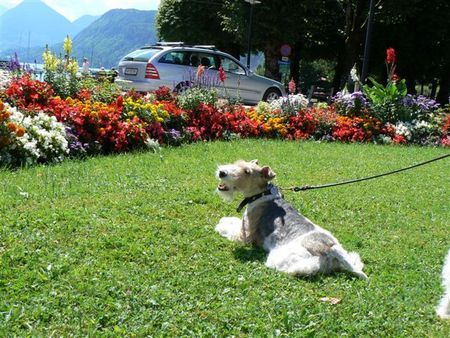 Foxterrier Drahthaar Hunde Foto 39223 Foxterrier Drahthaar Ich fur diese sehr schone bloemen im park