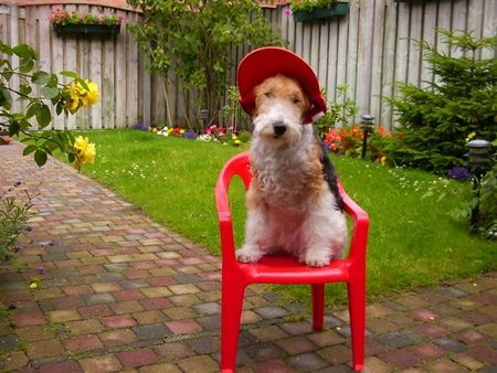 Foxterrier Drahthaar Hunde Foto 26980 Foxterrier Drahthaar Meine eigene stuhl im schone garten !