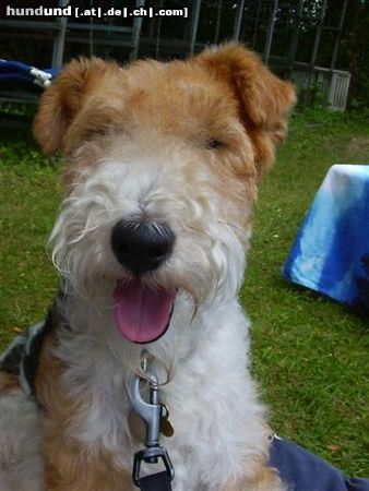 Foxterrier Drahthaar Hunde Foto 23740 Foxterrier Drahthaar Ich kan alles so gut anschauwen und warten bis ich was bekomme !