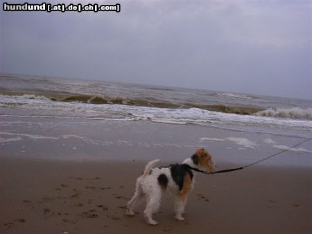 Foxterrier Drahthaar Hunde Foto 23334 Foxterrier Drahthaar so viel wasser das ist schon und ich fuhle mich ganz wol hier