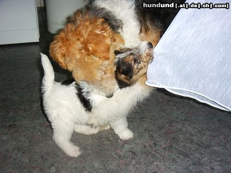 Foxterrier Drahthaar Hunde Foto 23266 Foxterrier Drahthaar mit der gardinen spielen ist sehr schon wenn man nicht darf