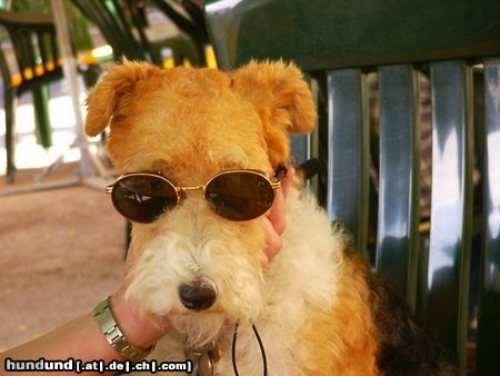 Foxterrier Drahthaar Hunde Foto 22655 Foxterrier Drahthaar Ich kan die Sonne gut haben