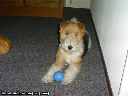 Foxterrier Drahthaar Hunde Foto 23354 Foxterrier Drahthaar Mit den bal spielen finde ich das allerschonste
