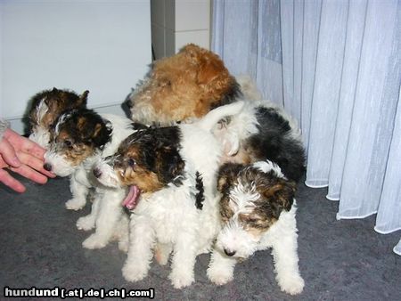 Foxterrier Drahthaar Hunde Foto 23501 Foxterrier Drahthaar eine gluckliche familie