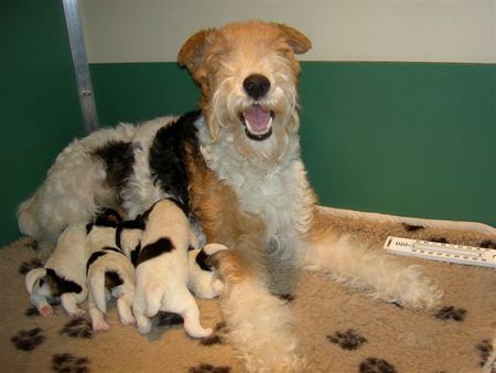 Foxterrier Drahthaar Hunde Foto 30518 Foxterrier Drahthaar Mutter Timmie mit ihre kleine kinder !