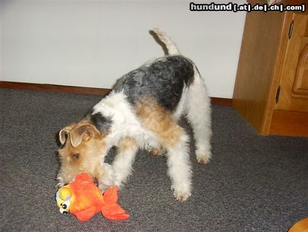 Foxterrier Drahthaar Hunde Foto 23381 Foxterrier Drahthaar hier spiele ich gerne mit