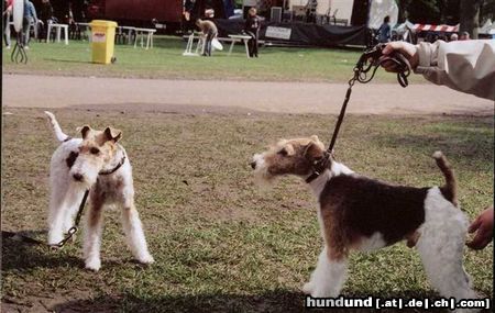 Foxterrier Drahthaar Hunde Foto 22616 Foxterrier Drahthaar Ich und mein Vater
