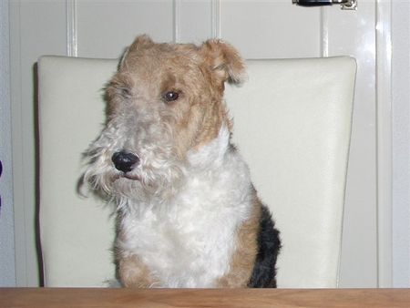 Foxterrier Drahthaar Hunde Foto 28622 Foxterrier Drahthaar Ich darf das auf der stuhl sitzen !