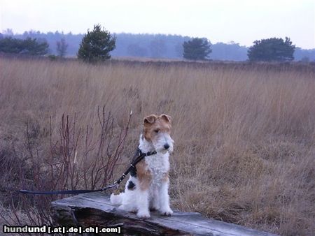 Foxterrier Drahthaar Hunde Foto 23382 Foxterrier Drahthaar das ist mein eigene bank in die natur