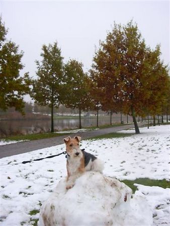 Foxterrier Drahthaar Hunde Foto 27020 Foxterrier Drahthaar Jetzt bin isch nog grober und kan alles gut ubersehen !