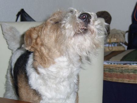 Foxterrier Drahthaar Hunde Foto 28611 Foxterrier Drahthaar Timmie auf der stuhl