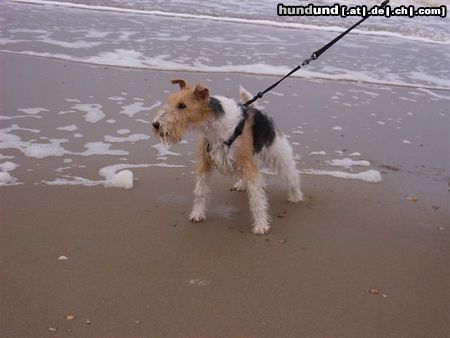 Foxterrier Drahthaar Hunde Foto 23461 Foxterrier Drahthaar Ich liebe es auf dem strand zu sein bei das sehr groBes meer !