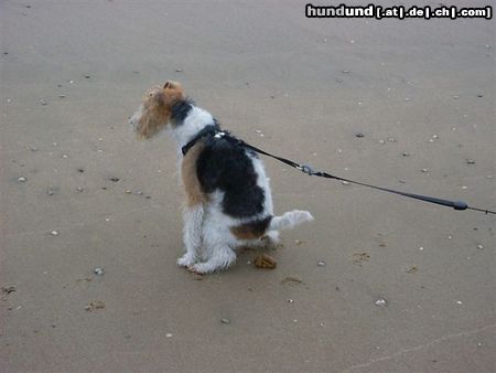 Foxterrier Drahthaar Hunde Foto 23509 Foxterrier Drahthaar Was ist das den ! Wir mussen auch einmal und es kan passieren!