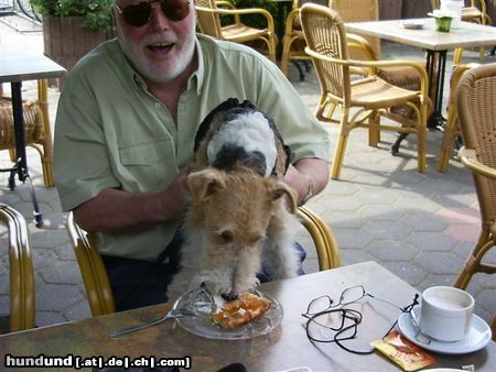 Foxterrier Drahthaar Hunde Foto 22632 Foxterrier Drahthaar Das smekt nach mehr