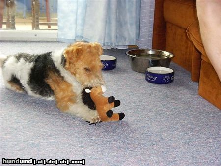 Foxterrier Drahthaar Hunde Foto 23579 Foxterrier Drahthaar spielen ist das schonste auf dieser welt