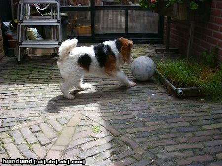 Foxterrier Drahthaar Hunde Foto 24292 Foxterrier Drahthaar Mit den bal spielen finde ich das allerschonste