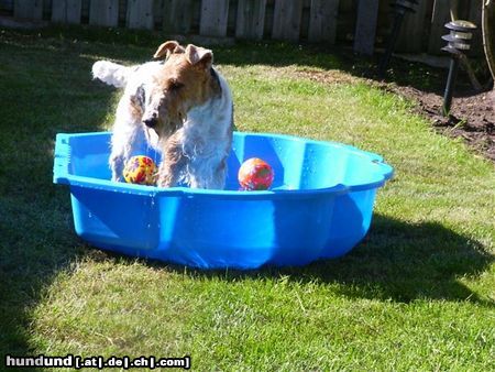 Foxterrier Drahthaar Hunde Foto 25015 Foxterrier Drahthaar allein spielen mit wasser ist auch schon ! Timmie.