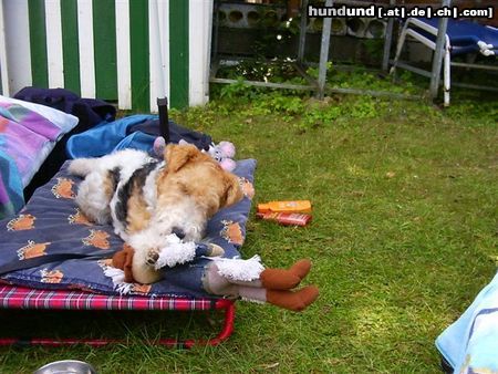 Foxterrier Drahthaar Hunde Foto 23595 Foxterrier Drahthaar Spielen und sonnen ist das schonste auf erden !