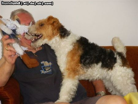 Foxterrier Drahthaar Hunde Foto 23594 Foxterrier Drahthaar spielen ist das schonste auf dieser welt !