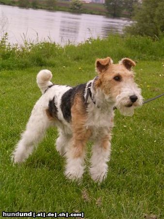 Foxterrier Drahthaar Hunde Foto 22641 Foxterrier Drahthaar hier mochte ich immer sein