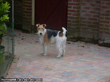 Foxterrier Drahthaar Hunde Foto 23741 Foxterrier Drahthaar hier mochte ich immer sein !