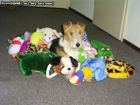 Foxterrier Drahthaar Hunde Foto 23383 Foxterrier Drahthaar mein spielzeug