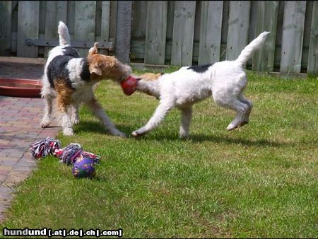 Foxterrier Drahthaar Hunde Foto 22617 Foxterrier Drahthaar Wir spielen zusammen