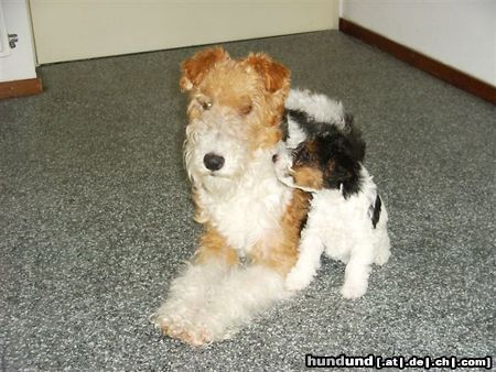 Foxterrier Drahthaar Hunde Foto 23280 Foxterrier Drahthaar meine liebe mutter