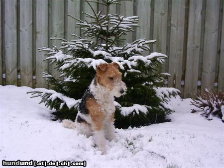 Foxterrier Drahthaar Hunde Foto 23384 Foxterrier Drahthaar eine eigene weinachtsbaum das ist das ende !