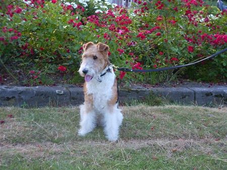 Foxterrier Drahthaar Hunde Foto 32680 Foxterrier Drahthaar Ich liebe diese schone rote rosen ! Timmie.