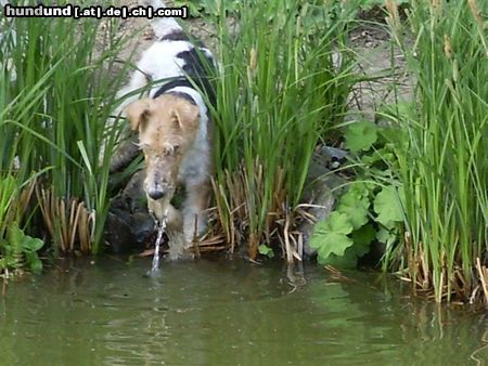 Foxterrier Drahthaar Hunde Foto 22631 Foxterrier Drahthaar Ich wil nicht hinein ins wasser