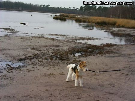 Foxterrier Drahthaar Hunde Foto 22644 Foxterrier Drahthaar in die schone natur hinein kom mit !
