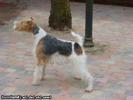 Foxterrier Drahthaar Hunde Foto 23742 Foxterrier Drahthaar Ich bewache alles bysonders gut zo das es keine fremde auf dem platz kommen ! TIMMIE.