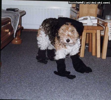 Foxterrier Drahthaar Hunde Foto 25931 Foxterrier Drahthaar Siehe icht nicht lustig aus ?