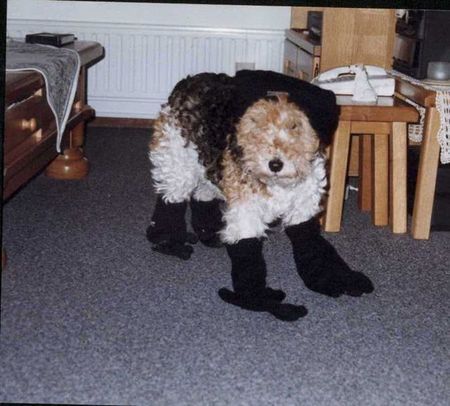 Foxterrier Drahthaar Hunde Foto 26982 Foxterrier Drahthaar Ich liebe es um angekleidet zu werden und es ist nog warm auch im diese kalten winter ! Timmie.